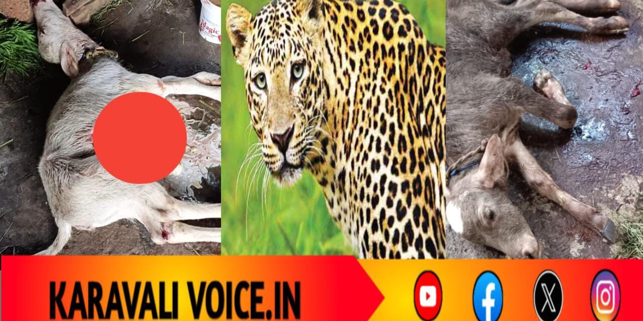 ಚಿರತೆ ಕ್ರೌರ್ಯ: ಮೂರು ಎಮ್ಮೆ ಕರುಗಳು ಬಲಿ!