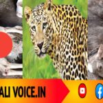 ಚಿರತೆ ಕ್ರೌರ್ಯ: ಮೂರು ಎಮ್ಮೆ ಕರುಗಳು ಬಲಿ! 