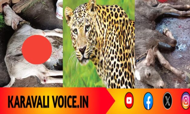 ಚಿರತೆ ಕ್ರೌರ್ಯ: ಮೂರು ಎಮ್ಮೆ ಕರುಗಳು ಬಲಿ! 