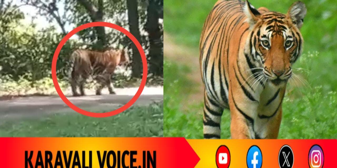 ಹೈವೆಯಲ್ಲಿ ರಾಜಾರೋಷವಾಗಿ ವಿಹರಿಸಿದ ಹುಲಿರಾಯ: ಪ್ರಯಾಣಿಕರು ಕಂಗಾಲು