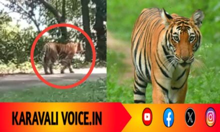 ಹೈವೆಯಲ್ಲಿ ರಾಜಾರೋಷವಾಗಿ ವಿಹರಿಸಿದ ಹುಲಿರಾಯ: ಪ್ರಯಾಣಿಕರು ಕಂಗಾಲು