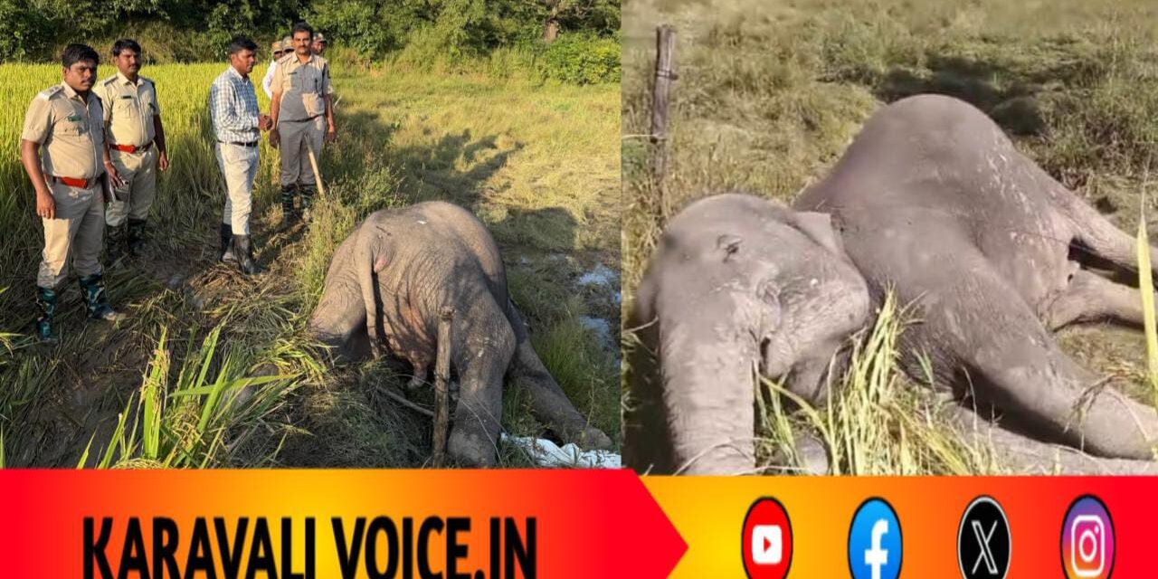 ವಿದ್ಯುತ್ ಸ್ಪರ್ಶಿಸಿ ಎರಡು ಆನೆಗಳ ಸಾವು: ಸಾವಿನ ಹಿಂದೆ ಹತ್ತಾರು ಪ್ರಶ್ನೆ! 