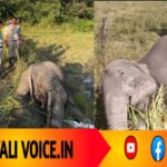 ವಿದ್ಯುತ್ ಸ್ಪರ್ಶಿಸಿ ಎರಡು ಆನೆಗಳ ಸಾವು: ಸಾವಿನ ಹಿಂದೆ ಹತ್ತಾರು ಪ್ರಶ್ನೆ! 