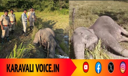 ವಿದ್ಯುತ್ ಸ್ಪರ್ಶಿಸಿ ಎರಡು ಆನೆಗಳ ಸಾವು: ಸಾವಿನ ಹಿಂದೆ ಹತ್ತಾರು ಪ್ರಶ್ನೆ! 