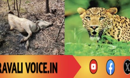 ಚಿರತೆಗೆ ಬೇಟೆಯಾದ ಗರ್ಭಿಣಿ ಆಕಳು! 