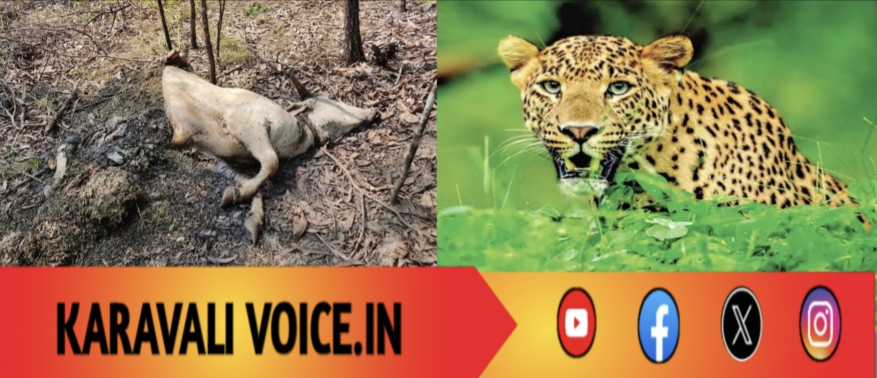 ಚಿರತೆಗೆ ಬೇಟೆಯಾದ ಗರ್ಭಿಣಿ ಆಕಳು! 