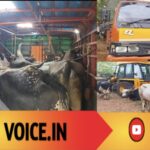 ಎತ್ತುಗಳನ್ನು ಲಾರಿಯಲ್ಲಿ ಎತ್ತಿ ಅಕ್ರಮವಾಗಿ ಸಾಗಿಸುತ್ತಿದವರ   ಬೆಂಡತ್ತಿದ ಪೊಲೀಸ್! 