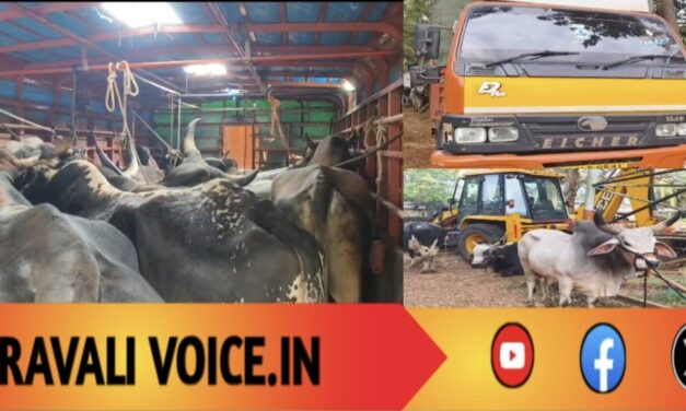 ಎತ್ತುಗಳನ್ನು ಲಾರಿಯಲ್ಲಿ ಎತ್ತಿ ಅಕ್ರಮವಾಗಿ ಸಾಗಿಸುತ್ತಿದವರ   ಬೆಂಡತ್ತಿದ ಪೊಲೀಸ್! 
