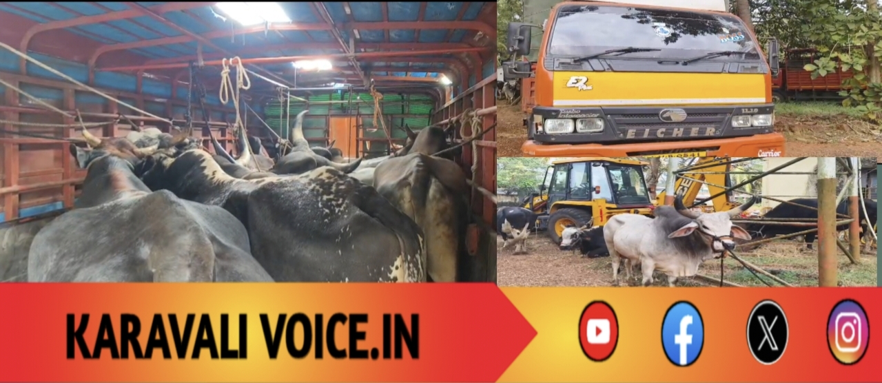 ಎತ್ತುಗಳನ್ನು ಲಾರಿಯಲ್ಲಿ ಎತ್ತಿ ಅಕ್ರಮವಾಗಿ ಸಾಗಿಸುತ್ತಿದವರ   ಬೆಂಡತ್ತಿದ ಪೊಲೀಸ್! 