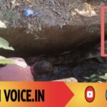 ಕಾಳಿ ನದಿಯಿಂದ ಕಾಲುವೆಗೆ ಏರಿ ಬಂದ ಮೊಸಳೆ ರಕ್ಷಣೆ! 