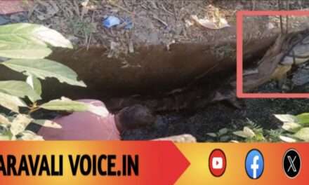 ಕಾಳಿ ನದಿಯಿಂದ ಕಾಲುವೆಗೆ ಏರಿ ಬಂದ ಮೊಸಳೆ ರಕ್ಷಣೆ! 