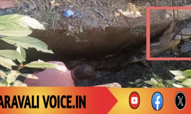 ಕಾಳಿ ನದಿಯಿಂದ ಕಾಲುವೆಗೆ ಏರಿ ಬಂದ ಮೊಸಳೆ ರಕ್ಷಣೆ! 