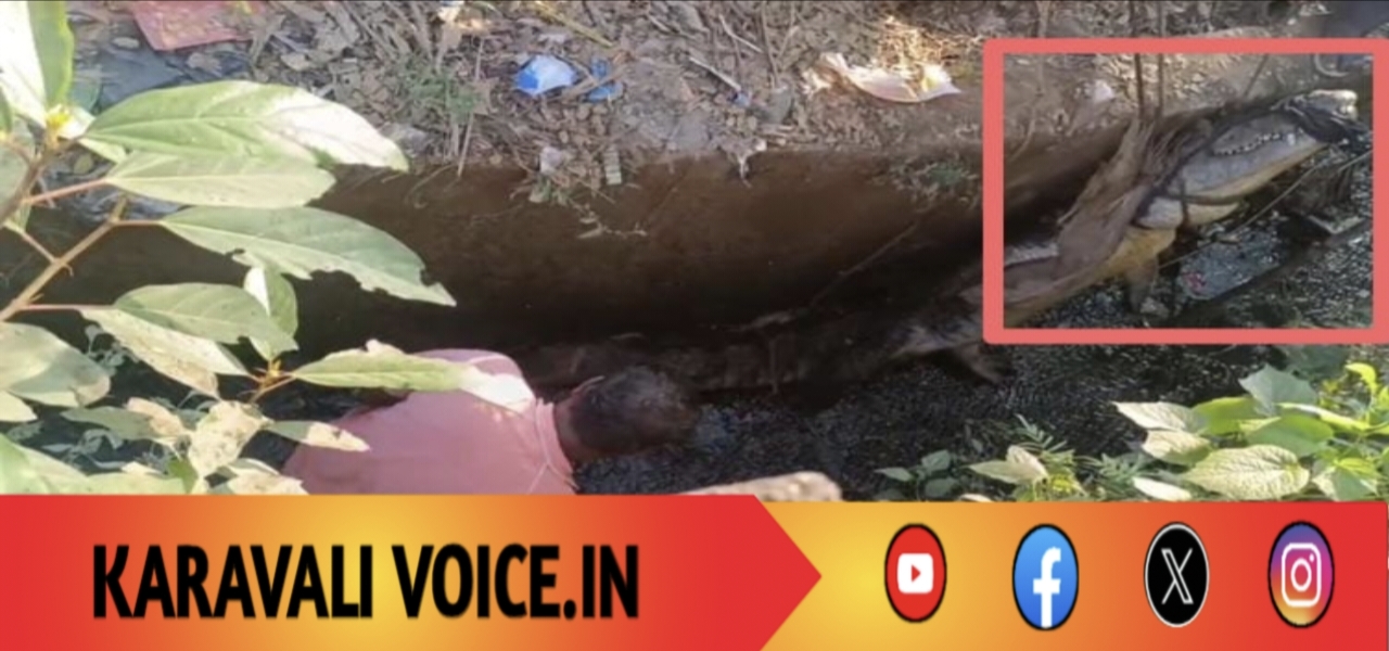 ಕಾಳಿ ನದಿಯಿಂದ ಕಾಲುವೆಗೆ ಏರಿ ಬಂದ ಮೊಸಳೆ ರಕ್ಷಣೆ! 