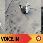 ಚೀನಾದಿಂದ ಹಾರಿ ಬಂತು ಜಿಪಿಎಸ್ ಟ್ರ್ಯಾಕರ್ ಹೊತ್ತ ಸೀಗಲ್ ಹಕ್ಕಿ!