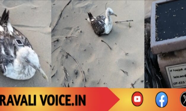 ಚೀನಾದಿಂದ ಹಾರಿ ಬಂತು ಜಿಪಿಎಸ್ ಟ್ರ್ಯಾಕರ್ ಹೊತ್ತ ಸೀಗಲ್ ಹಕ್ಕಿ!