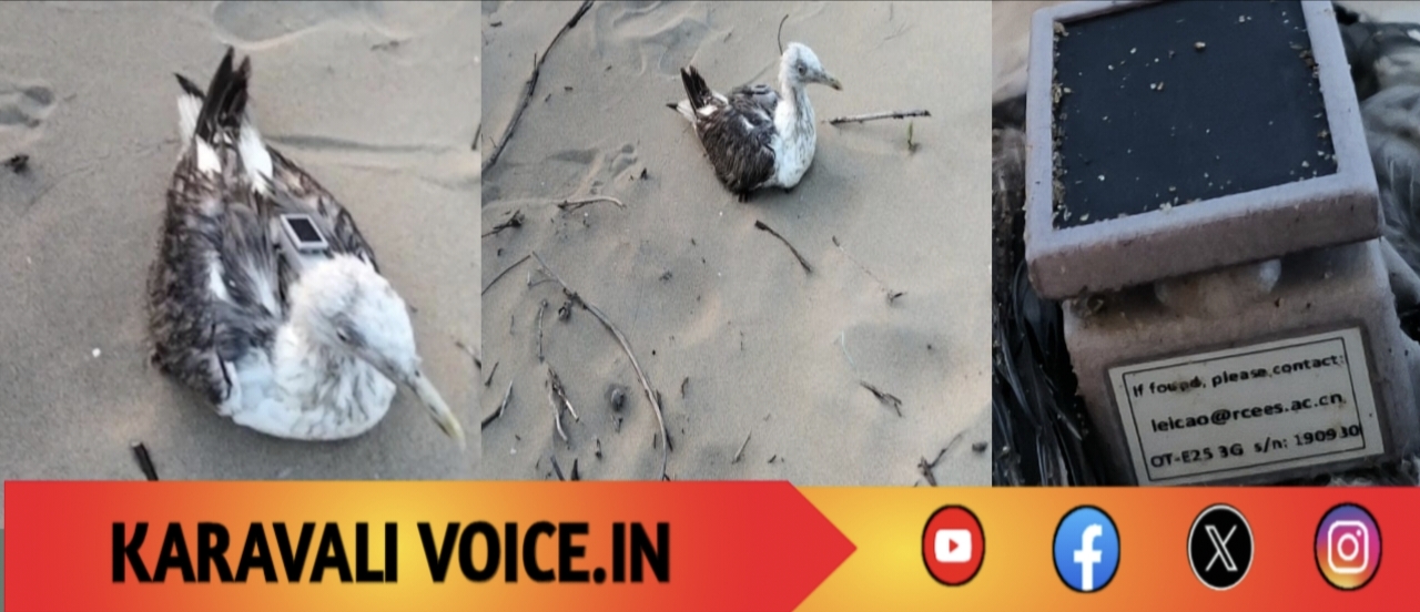 ಚೀನಾದಿಂದ ಹಾರಿ ಬಂತು ಜಿಪಿಎಸ್ ಟ್ರ್ಯಾಕರ್ ಹೊತ್ತ ಸೀಗಲ್ ಹಕ್ಕಿ!