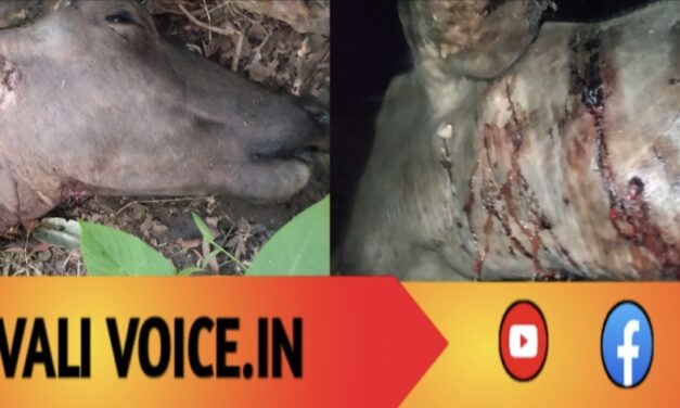 ಹುಲಿ ದಾಳಿ: ಎರಡು ಎಮ್ಮೆಗಳ ಸಾವು, ಇನ್ನೆರಡು ಗಂಭೀರ!