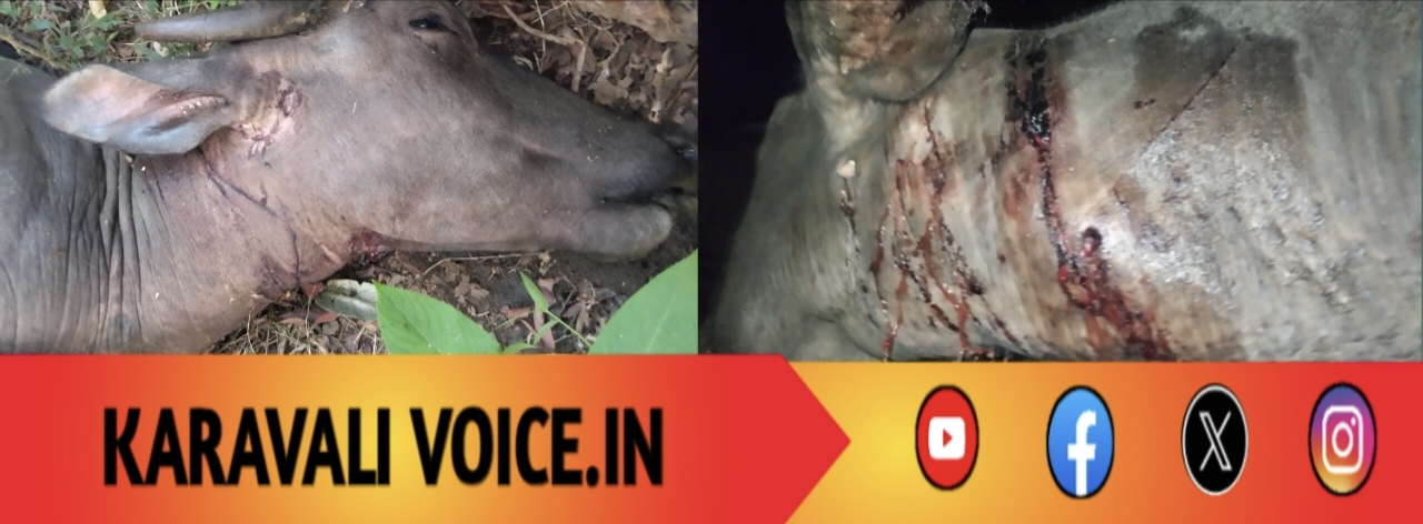 ಹುಲಿ ದಾಳಿ: ಎರಡು ಎಮ್ಮೆಗಳ ಸಾವು, ಇನ್ನೆರಡು ಗಂಭೀರ!