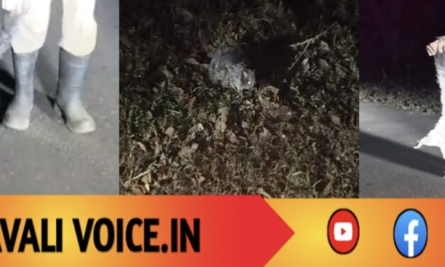 ಹಾರಲಾರದೆ ಒದ್ದಾಡಿದ ‘ಹಾರುವ ಬೆಕ್ಕು’: ಅರಣ್ಯ ಸಿಬ್ಬಂದಿಯಿಂದ ರಕ್ಷಣೆ