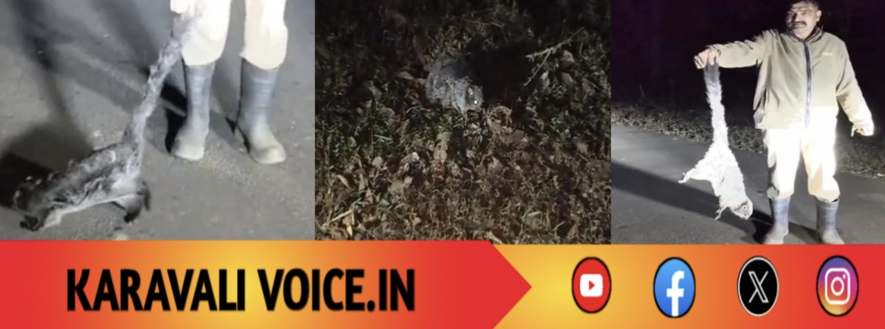 ಹಾರಲಾರದೆ ಒದ್ದಾಡಿದ ‘ಹಾರುವ ಬೆಕ್ಕು’: ಅರಣ್ಯ ಸಿಬ್ಬಂದಿಯಿಂದ ರಕ್ಷಣೆ