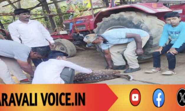 ನಾಯಿ ಕಾಟಕ್ಕೆ ಮನೆ ಬಾಗಿಲು ತಟ್ಟಿದ ಆ ಕಾಡಿನ ಜಿಂಕೆಗಳು!