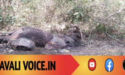 ಕಾಡುಕೋಣ ಬಲಿ:ಕಾಡಿನ ಮೌನ ಒಡೆದ ಹುಲಿ ದಾಳಿ! 