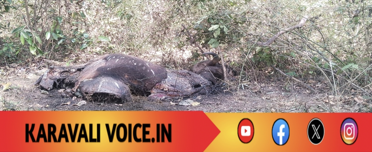 ಕಾಡುಕೋಣ ಬಲಿ:ಕಾಡಿನ ಮೌನ ಒಡೆದ ಹುಲಿ ದಾಳಿ! 