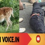 ಹೆದ್ದಾರಿಯಲ್ಲಿ ಜಿಂಕೆ ಅಡ್ಡ: ಪತ್ರಕರ್ತ ಗಂಭೀರ ಗಾಯ