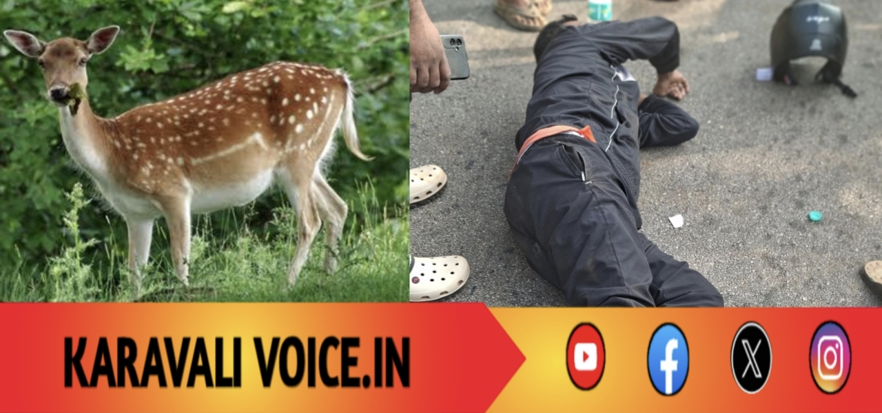 ಹೆದ್ದಾರಿಯಲ್ಲಿ ಜಿಂಕೆ ಅಡ್ಡ: ಪತ್ರಕರ್ತ ಗಂಭೀರ ಗಾಯ