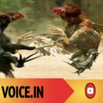 ಕೋಳಿ ಮೇಲೆ ಅಂಕ ಕಟ್ಟಿದವರಿಗೆ ಕಟ್ಟಿ ಹಾಕಿದ ಪೊಲೀಸ್!