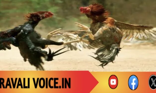 ಕೋಳಿ ಮೇಲೆ ಅಂಕ ಕಟ್ಟಿದವರಿಗೆ ಕಟ್ಟಿ ಹಾಕಿದ ಪೊಲೀಸ್!