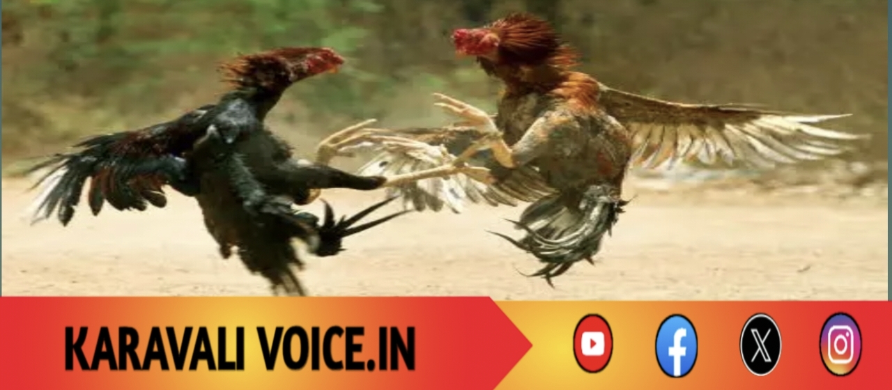 ಕೋಳಿ ಮೇಲೆ ಅಂಕ ಕಟ್ಟಿದವರಿಗೆ ಕಟ್ಟಿ ಹಾಕಿದ ಪೊಲೀಸ್!