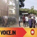 ಪರವಾನಗಿ ಮರೆತು ಹೊರಟ ಎಮ್ಮೆ ಯಾತ್ರೆ: ಆರು ಮಂದಿ ಬಂಧನ