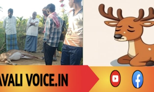 ನೀರಿಗಾಗಿ ಬಂದ ಜೀವ… ನಾಯಿ ಹಿಂಡಿಗೆ ಆಹುತಿ! 