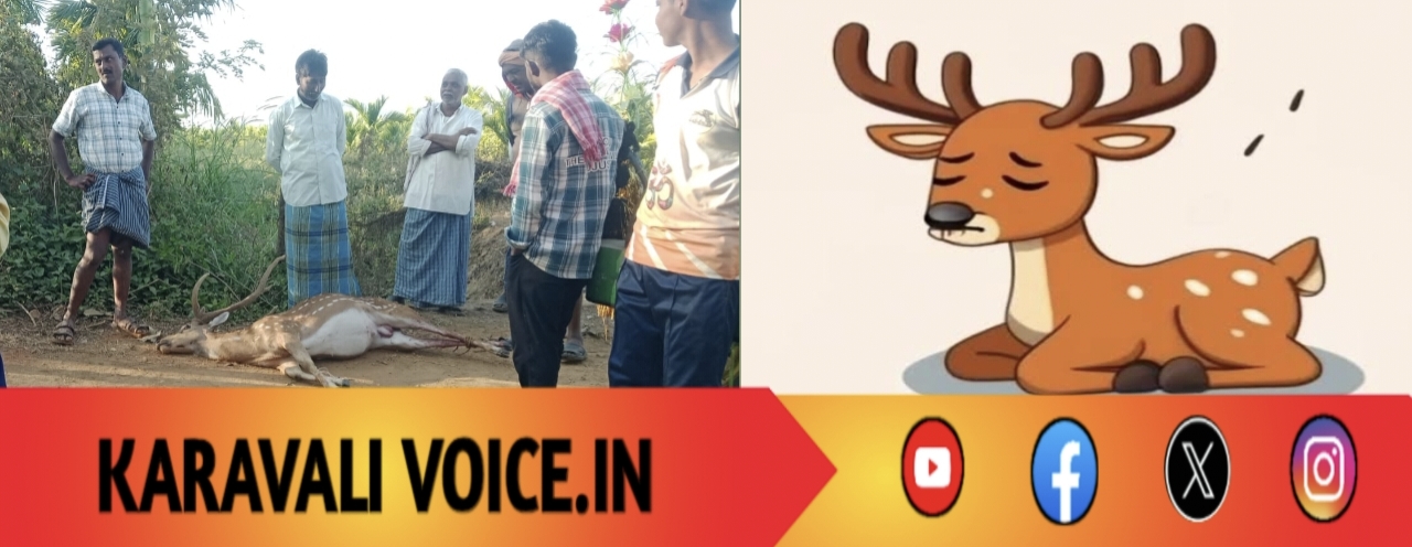 ನೀರಿಗಾಗಿ ಬಂದ ಜೀವ… ನಾಯಿ ಹಿಂಡಿಗೆ ಆಹುತಿ! 