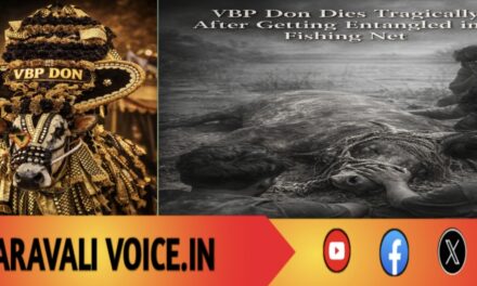 ಮೀನಿನ ಬಲೆಗೆ ಸಿಲುಕಿ ದಾರುಣ ಸಾವು ಕಂಡ ವಿಬಿಪಿ ಡಾನ್!