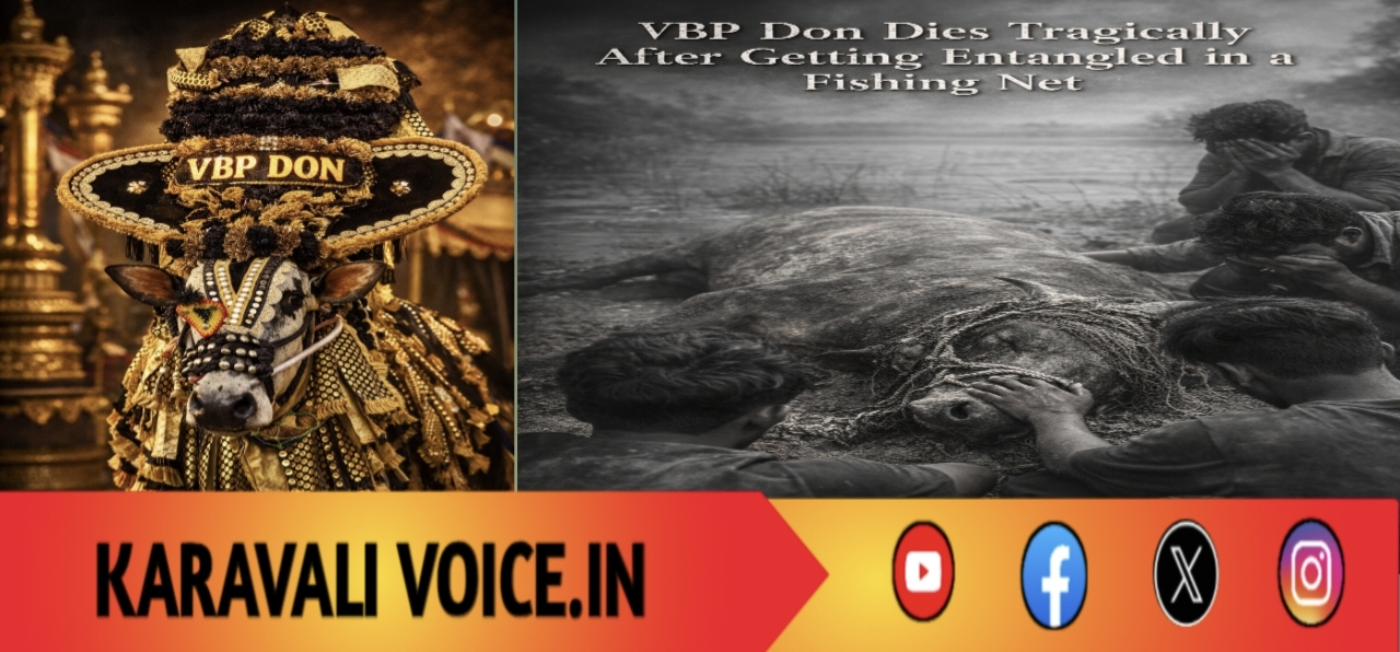 ಮೀನಿನ ಬಲೆಗೆ ಸಿಲುಕಿ ದಾರುಣ ಸಾವು ಕಂಡ ವಿಬಿಪಿ ಡಾನ್!