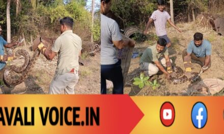 ಒಂದೇ ಮನೆಯ ಆವರಣದಲ್ಲಿ 6 ಹೆಬ್ಬಾವುಗಳ ಪತ್ತೆ!