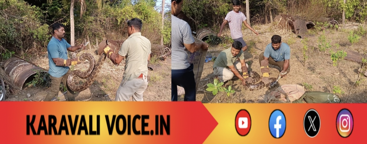 ಒಂದೇ ಮನೆಯ ಆವರಣದಲ್ಲಿ 6 ಹೆಬ್ಬಾವುಗಳ ಪತ್ತೆ!