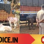 ಲಾರಿಯ ಲೀಲೆಗಳಿಗೆ ಲಾಠಿ ಲಾಕ್! 