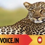 ಚಿರತೆ ಓಡಾಟ ರೈತನಿಗೆ ಪ್ರಾಣಸಂಕಟ! 