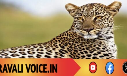 ಚಿರತೆ ಓಡಾಟ ರೈತನಿಗೆ ಪ್ರಾಣಸಂಕಟ! 