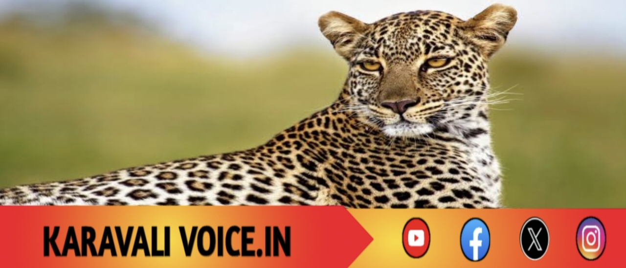 ಚಿರತೆ ಓಡಾಟ ರೈತನಿಗೆ ಪ್ರಾಣಸಂಕಟ! 