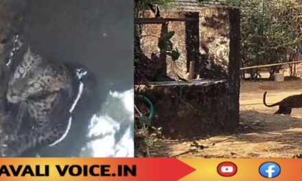 ಮೊಲ ತೋರಿಸಿದ ಬಾವಿಯ ಕಥೆ ನೆನಪಿಸಿದ ಹಳಗಾ ಚಿರತೆ!