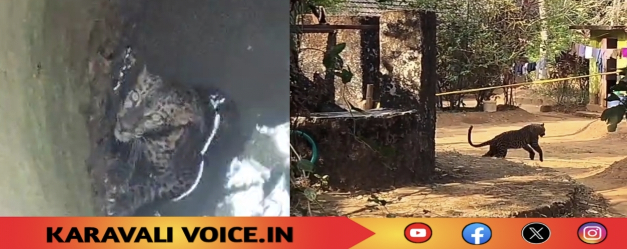 ಮೊಲ ತೋರಿಸಿದ ಬಾವಿಯ ಕಥೆ ನೆನಪಿಸಿದ ಹಳಗಾ ಚಿರತೆ!