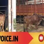 ಹುಲ್ಲು ಕೊಡಲಿಲ್ಲ, ನೀರು ಕೊಡಲಿಲ್ಲ… ಈಗ ಜೈಲು ಊಟ ಸಿಗಲಿ!