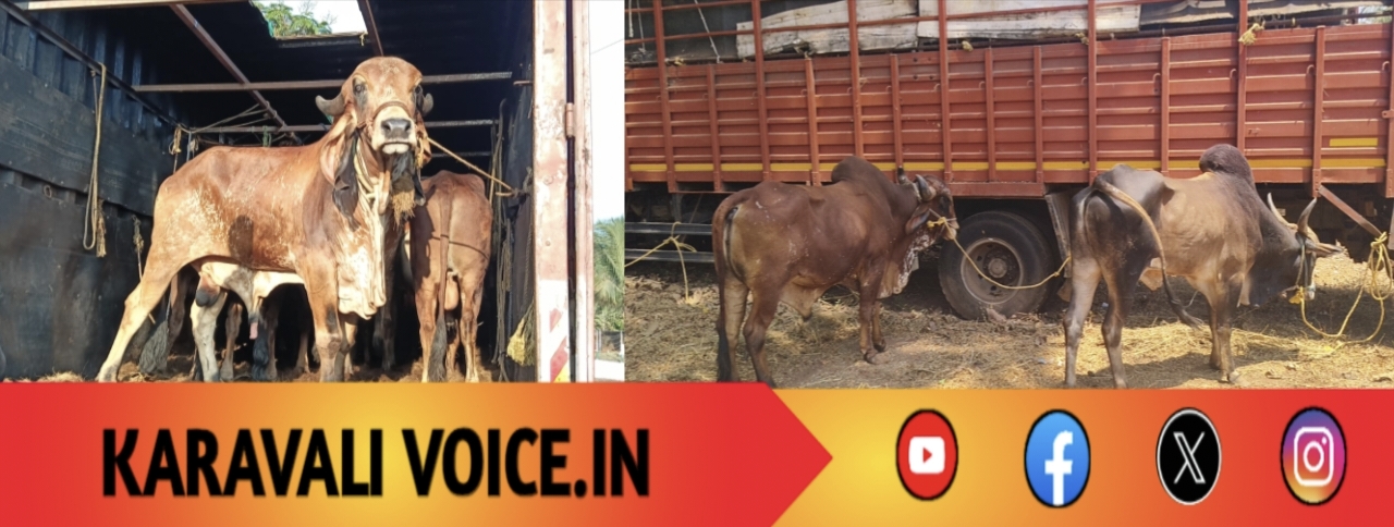 ಹುಲ್ಲು ಕೊಡಲಿಲ್ಲ, ನೀರು ಕೊಡಲಿಲ್ಲ… ಈಗ ಜೈಲು ಊಟ ಸಿಗಲಿ!