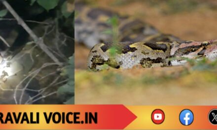 ಜನವಸತಿಯಲ್ಲಿ ‘ಜೈಂಟ್’ ಹೆಬ್ಬಾವು: ಅಮದಳ್ಳಿಯಲ್ಲಿ ರಾತ್ರಿ ಆತಂಕ!