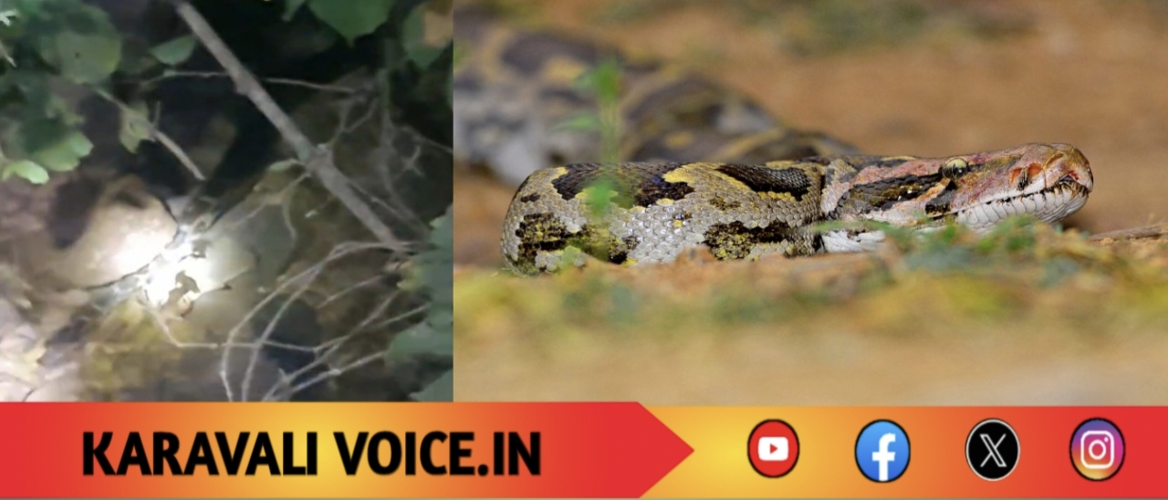 ಜನವಸತಿಯಲ್ಲಿ ‘ಜೈಂಟ್’ ಹೆಬ್ಬಾವು: ಅಮದಳ್ಳಿಯಲ್ಲಿ ರಾತ್ರಿ ಆತಂಕ!