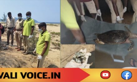 ಕಾರವಾರದಲ್ಲಿ ಅಪರೂಪದ ಜೀವಿಯ ಕಳೆಬರ ಪತ್ತೆ